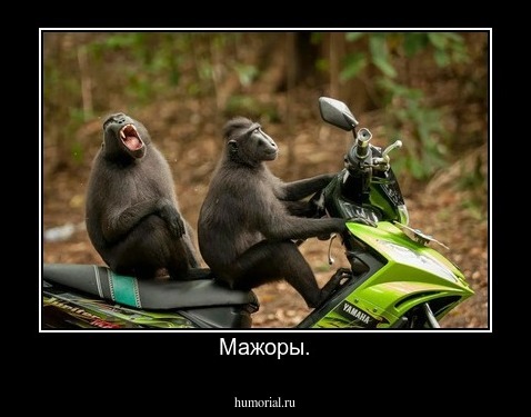 Мажоры.