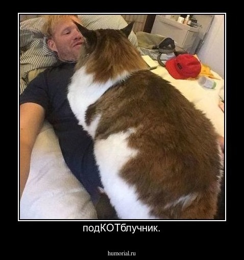подКОТблучник.