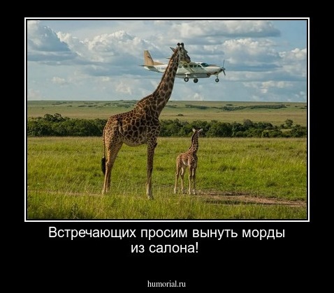Встречающих просим вынуть морды из салона!