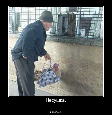 Несушка.