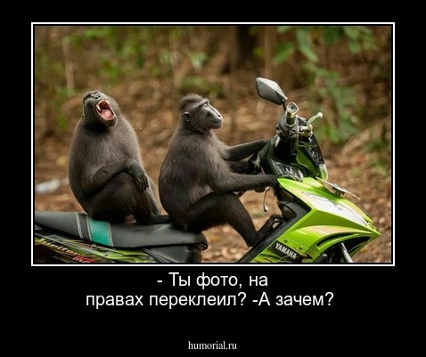 - Ты фото, на правах переклеил?         -А зачем?