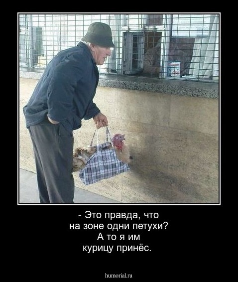 - Это правда, что на зоне одни петухи? А то я им курицу принёс.