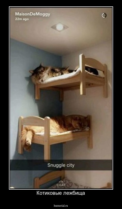 Котиковые лежбища