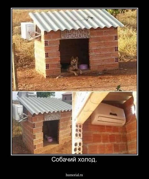 Собачий холод.