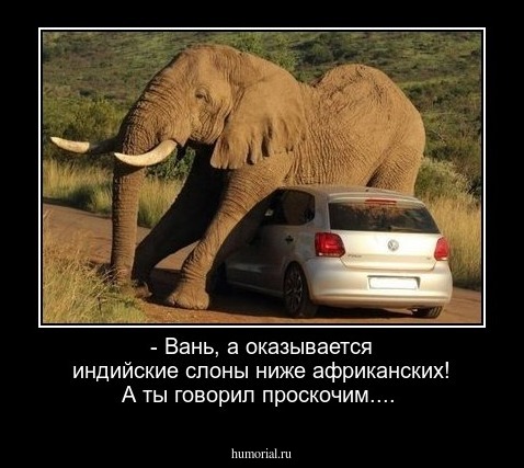 - Вань, а оказывается индийские слоны ниже африканских! А ты говорил проскочим....
