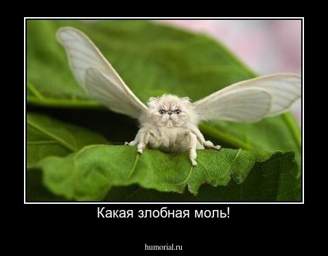 Какая злобная моль!