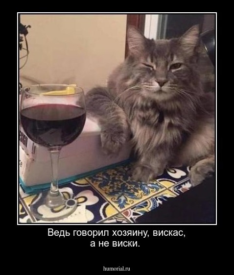 Ведь говорил хозяину, вискас, а не виски.   