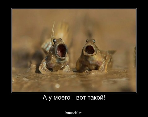 А у моего - вот такой!