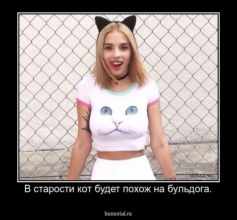 В старости кот будет похож на бульдога.
