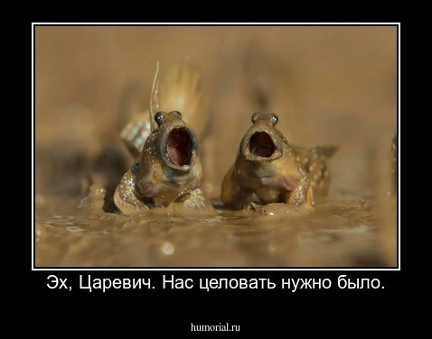 Эх, Царевич. Нас целовать нужно было.