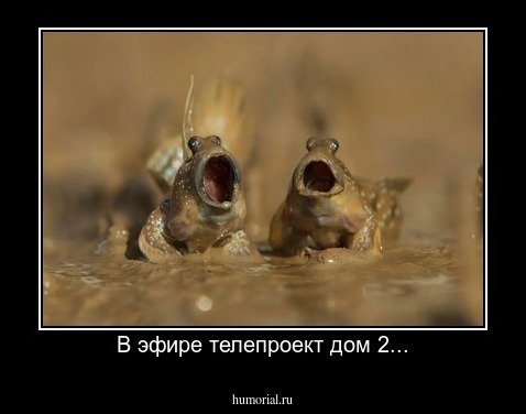 В эфире телепроект дом 2...