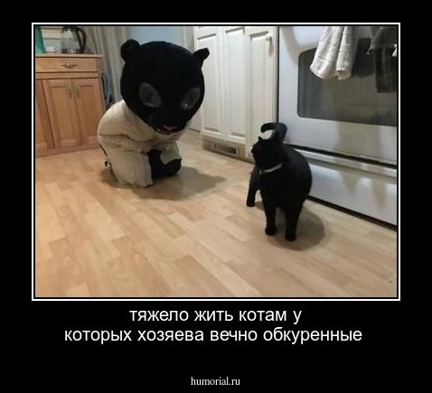 тяжело жить котам у которых хозяева вечно обкуренные