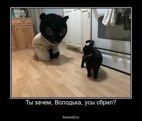 Ты зачем, Володька, усы сбрил?