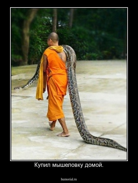 Купил мышеловку домой.