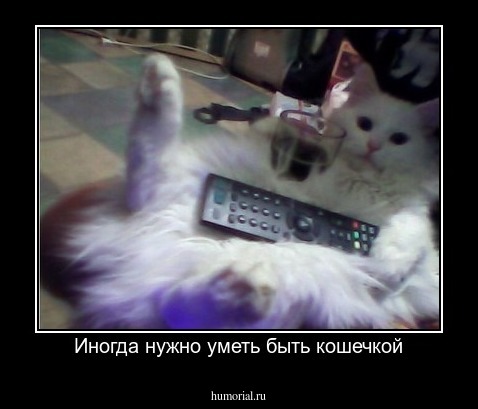 Иногда нужно уметь быть кошечкой