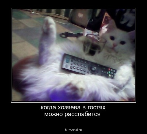 когда хозяева в гостях можно расслабится 