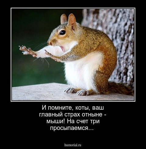 И помните, коты, ваш главный страх отныне - мыши! На счет три просыпаемся...