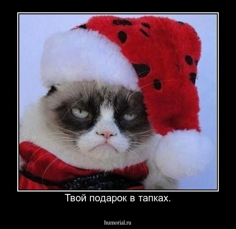 Твой подарок в тапках.