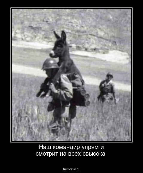 Наш командир упрям и смотрит на всех свысока