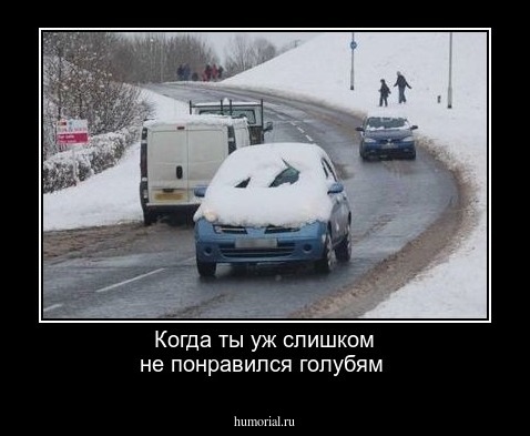 Когда ты уж слишком не понравился голубям 