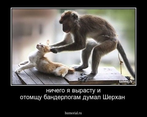 ничего я вырасту и отомщу бандерлогам думал Шерхан 
