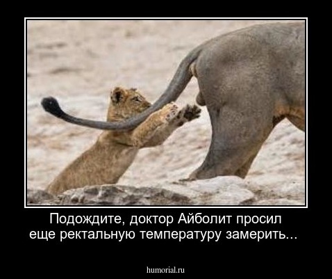 Подождите, доктор Айболит просил еще ректальную температуру замерить...