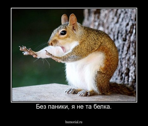 Без паники, я не та белка.