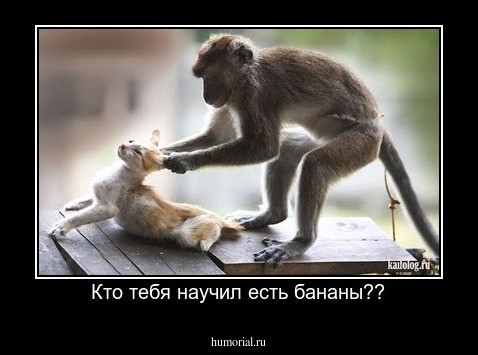 Кто тебя научил есть бананы??