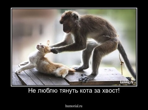 Не люблю тянуть кота за хвост!