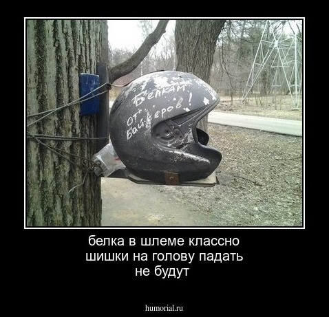 белка в шлеме классно шишки на голову падать не будут 