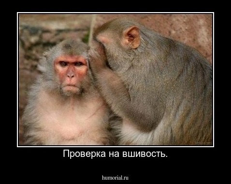  Проверка на вшивость.