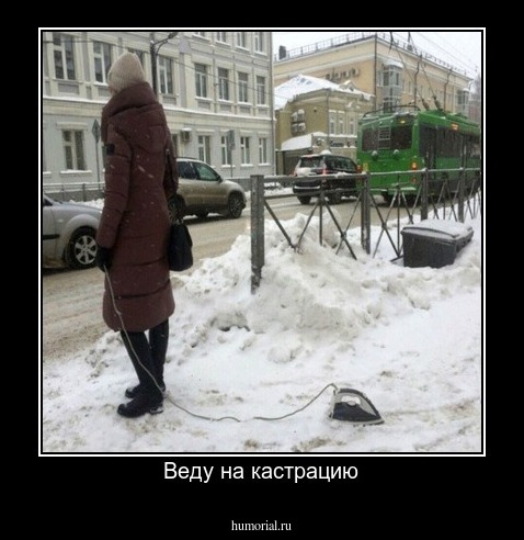 Веду на кастрацию