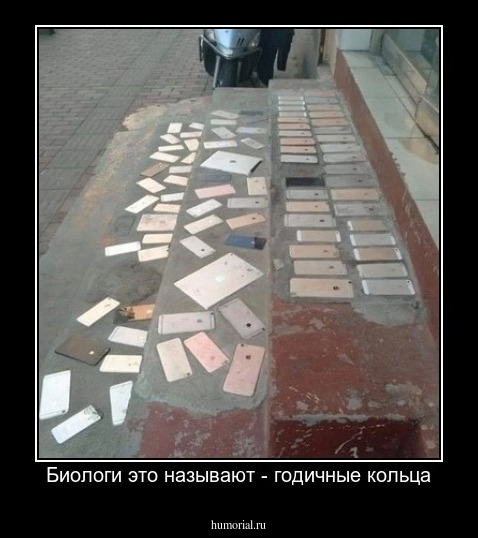 Биологи это называют - годичные кольца