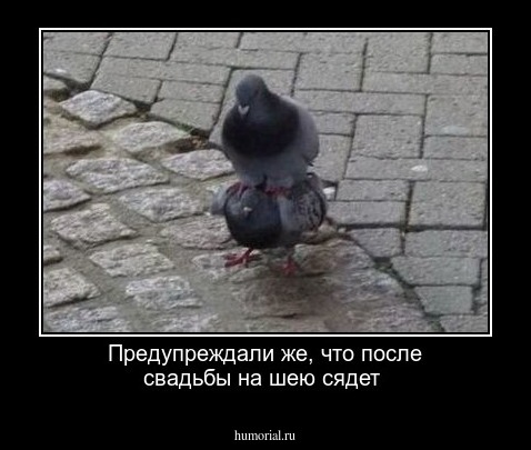 Предупреждали же, что после свадьбы на шею сядет