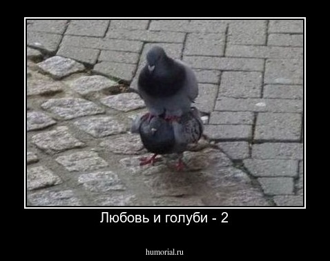 Любовь и голуби - 2