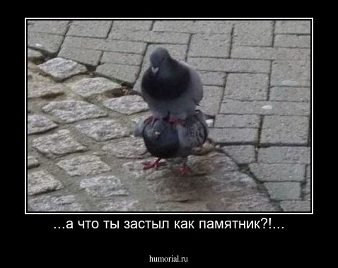 ...а что ты застыл как памятник?!...