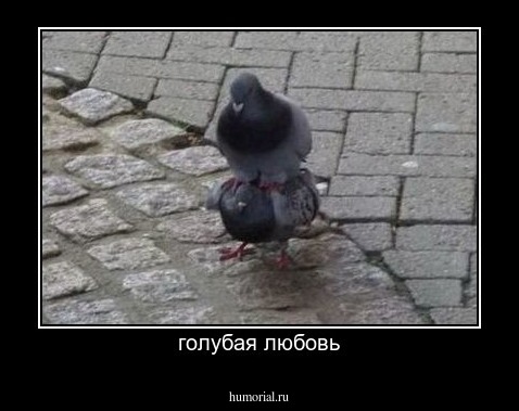 голубая любовь