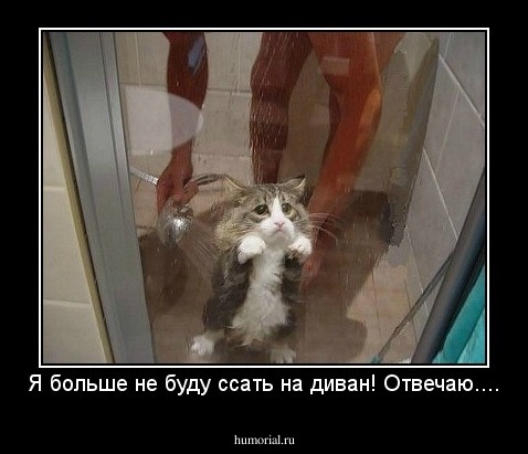 Я больше не буду ссать на диван! Отвечаю....