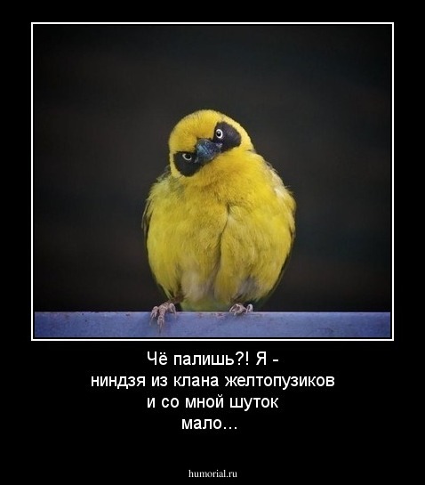 Чё палишь?! Я - ниндзя из клана желтопузиков и со мной шуток мало...