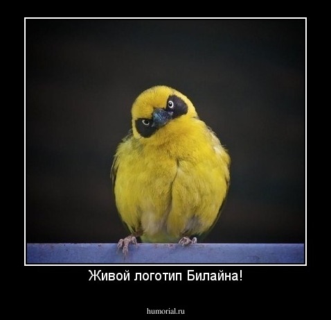 Живой логотип Билайна!