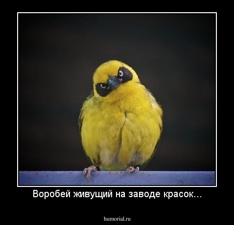 Воробей живущий на заводе красок...