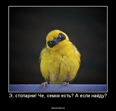 Э, стопарни! Че, семки есть? А если найду?