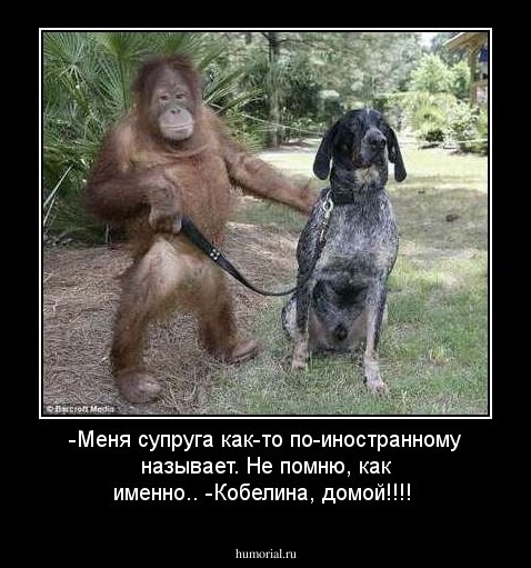 -Меня супруга как-то по-иностранному называет. Не помню, как именно.. 

-Кобелина, домой!!!! 