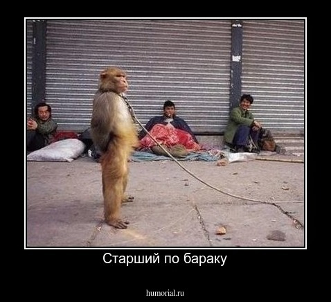 Старший по бараку