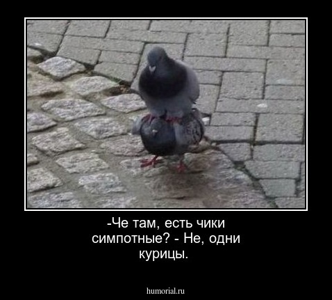-Че там, есть чики симпотные? - Не, одни курицы.