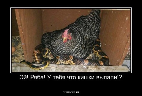 Эй! Ряба! У тебя что кишки выпали!?