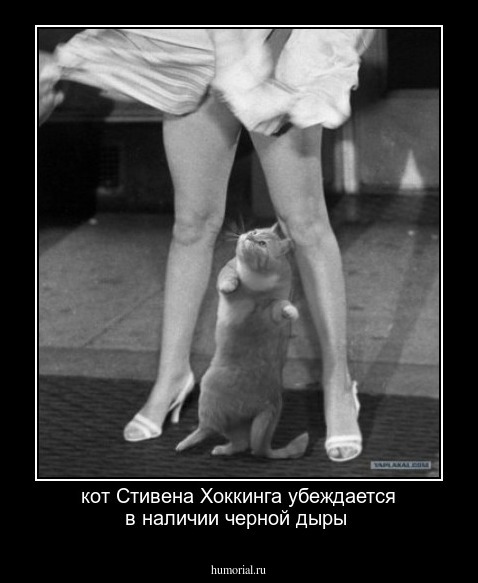 кот Стивена Хоккинга убеждается в наличии черной дыры