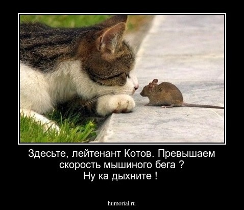 Здесьте, лейтенант Котов. Превышаем скорость мышиного бега ? Ну ка дыхните !