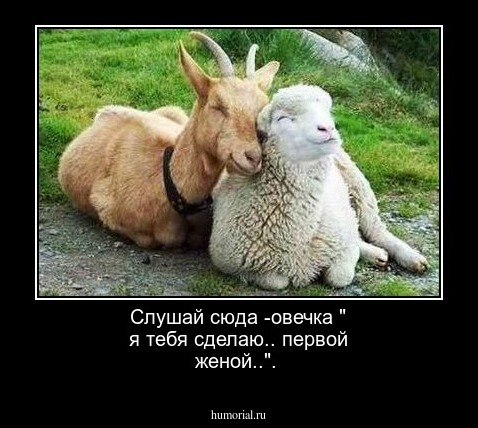 Слушай сюда -овечка " я тебя сделаю.. первой женой..".