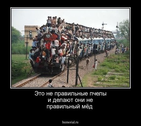 Это не правильные пчелы и делают они не правильный мёд